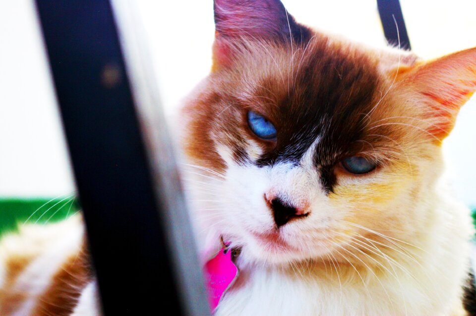 Pets cats animals