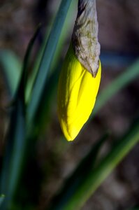 Flower yellow signs of spring