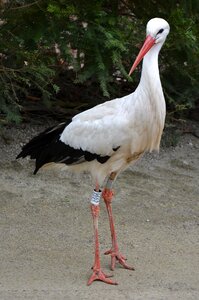 Stork animal bird