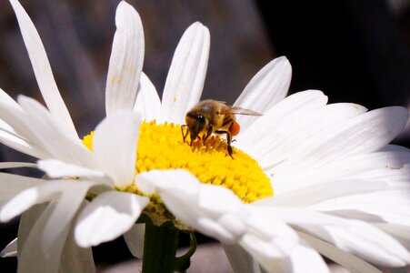 Bee insect