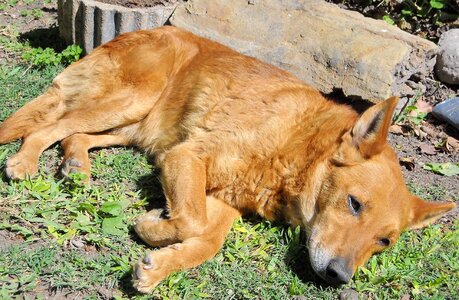 Pet animal domestic photo