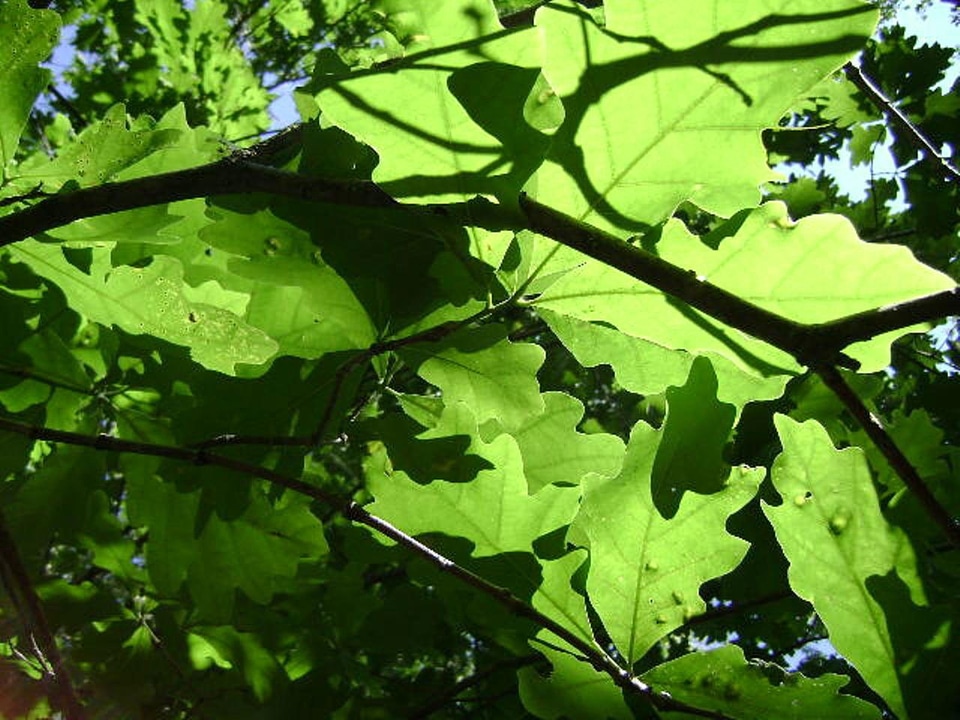 Leaves green light