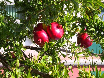 Juicy italy ripe