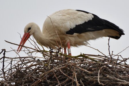 Animal bird nest photo