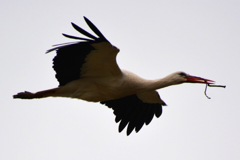 Animal bird fly