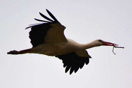 Animal bird fly