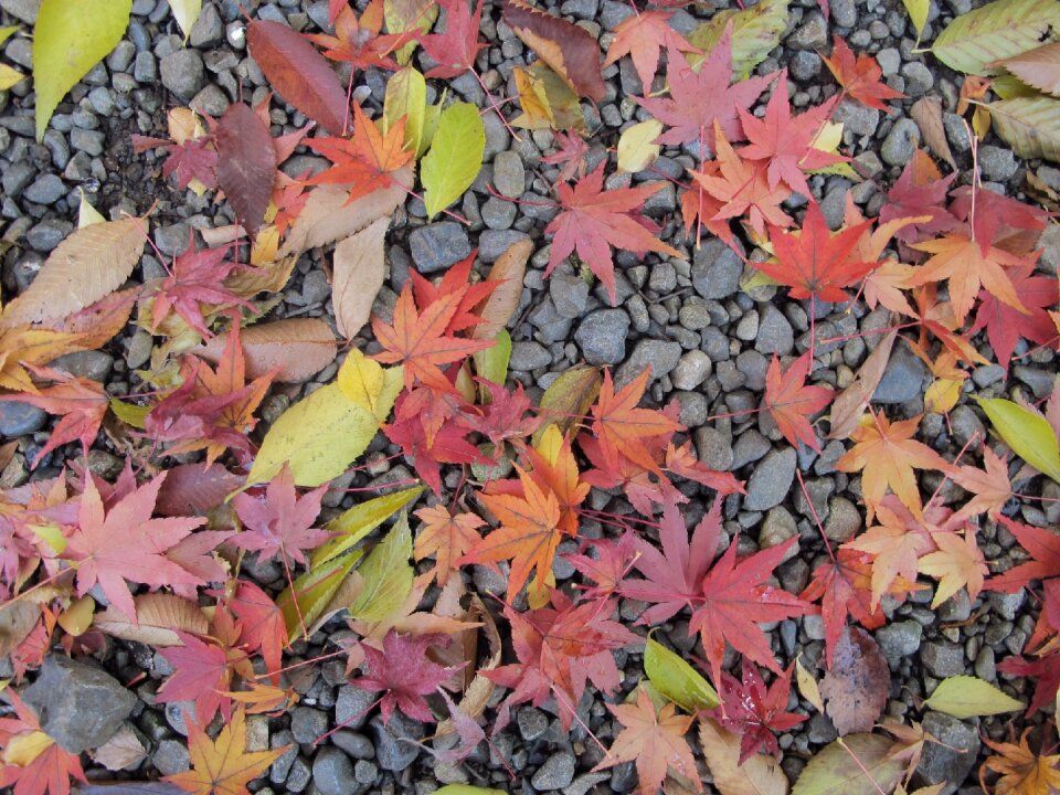 Ground nature autumn