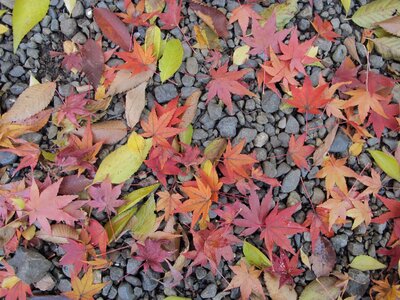 Ground nature autumn