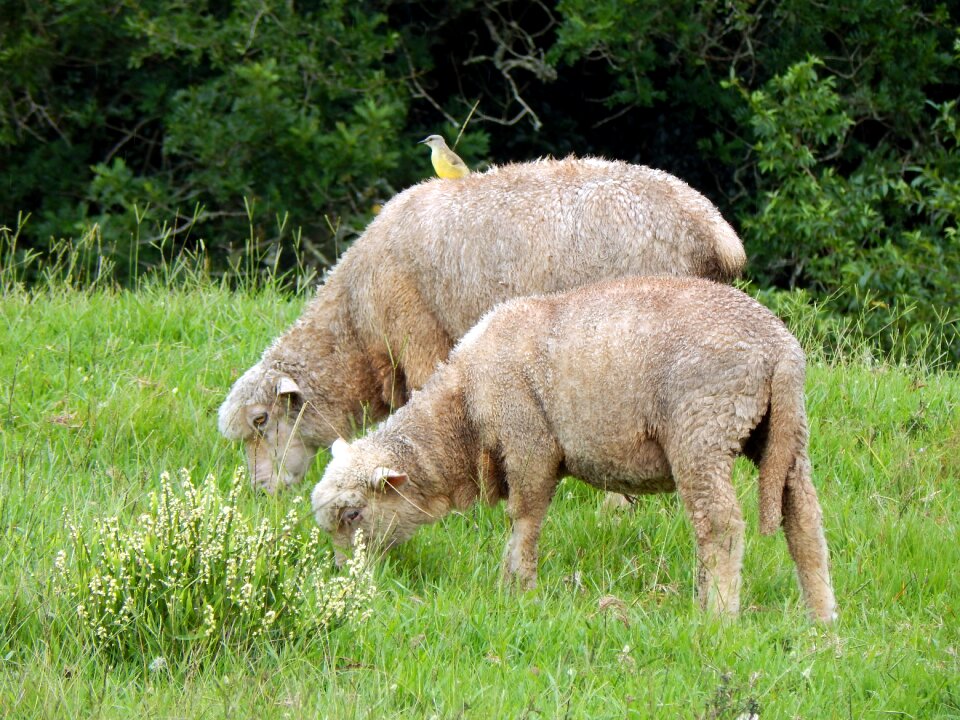 Sheep bird canguçu