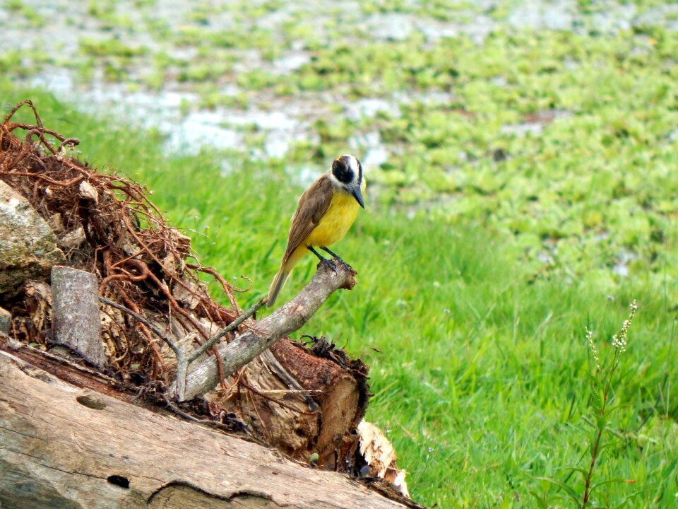 I saw you canguçu rio grande do sul