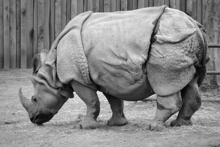 Animal rhinoceros mammal