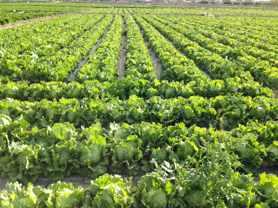 Field agriculture harvest