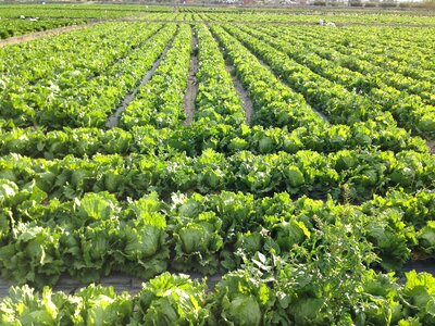 Field agriculture harvest
