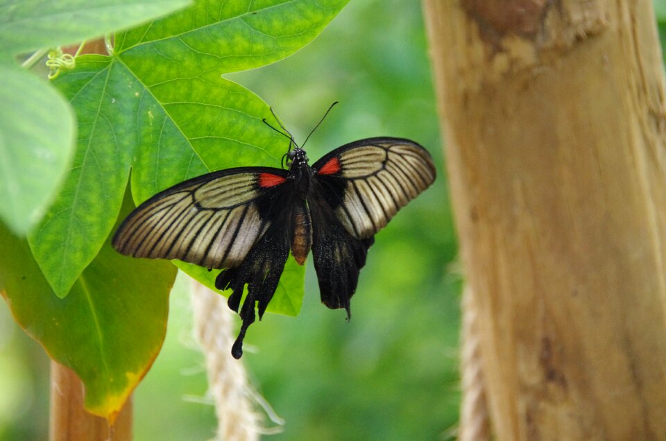 Butterlfy park mariposario de benalmadena
