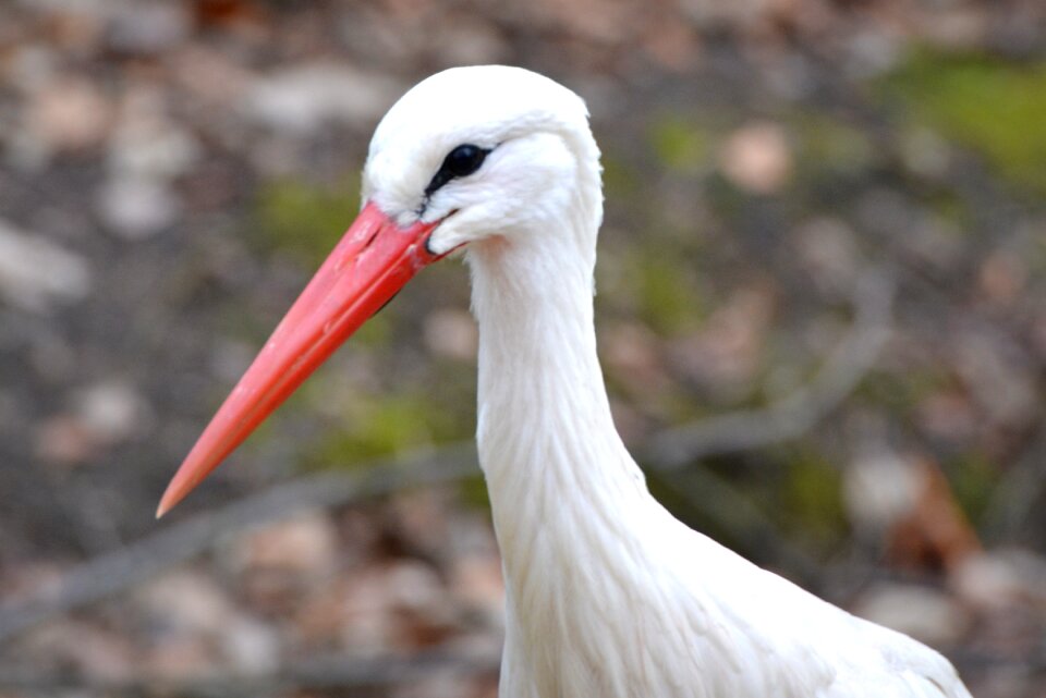 Animal bird beak