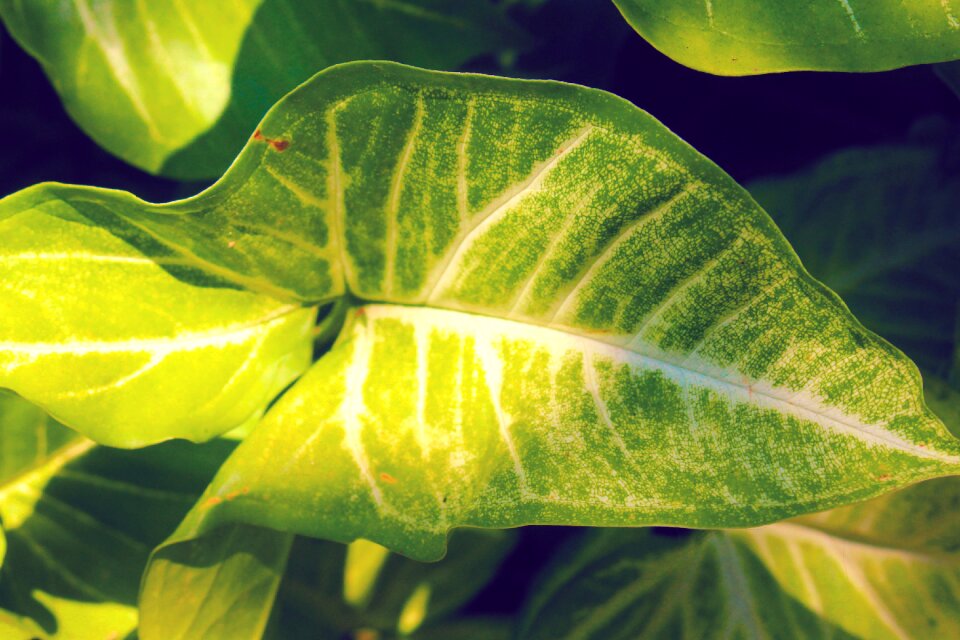 Leaf plant environment