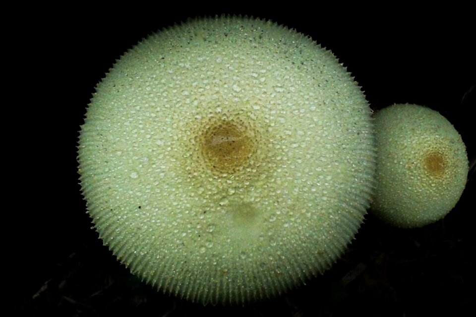 Mushrooms mushroom black background