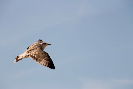 Sky freedom water bird photo