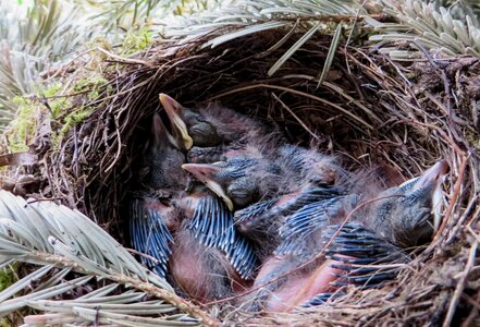 Bird's nest blackbird nest bird photo