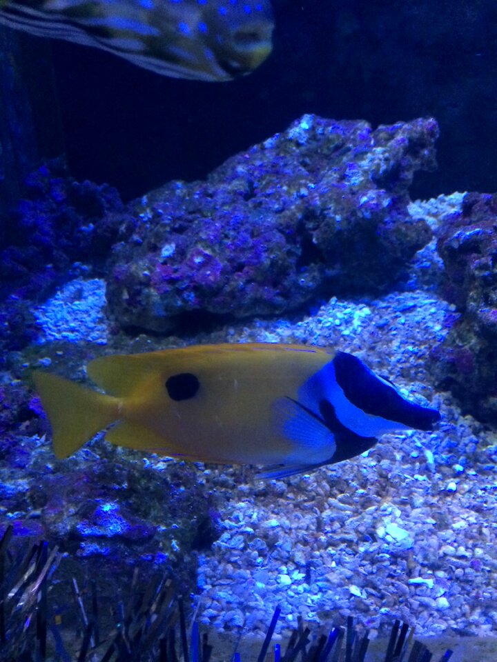 In the water fish marine fish
