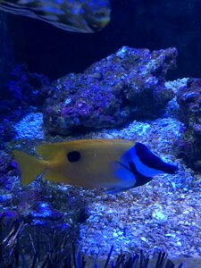 In the water fish marine fish