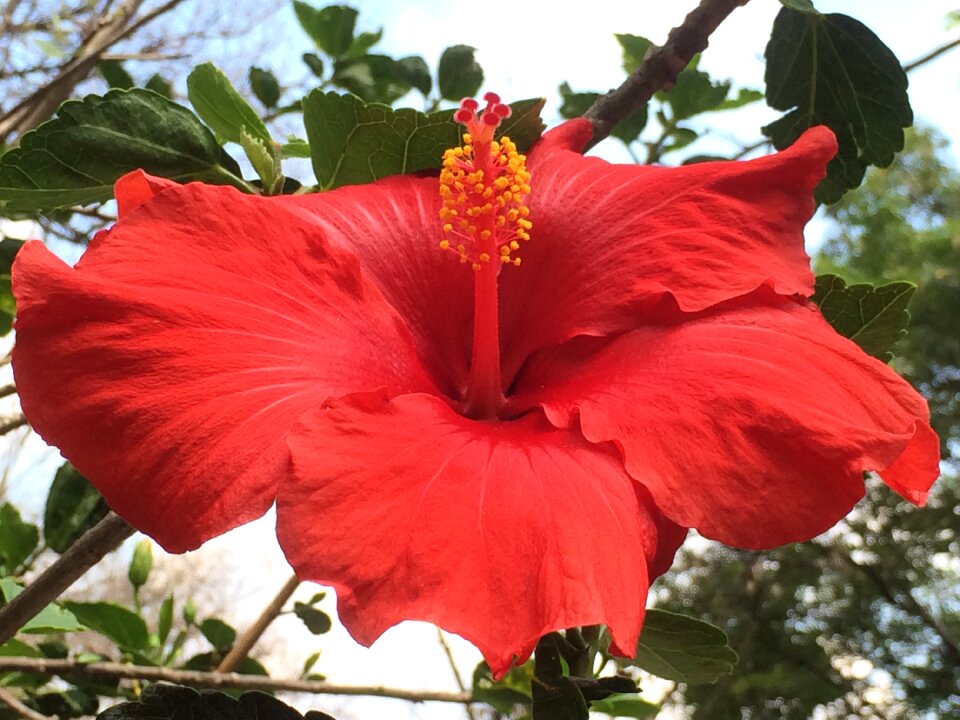 Spring color plant