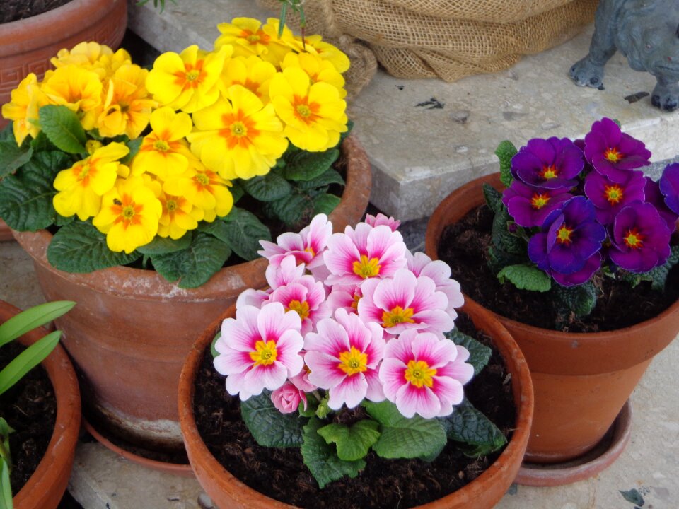 Rose violet flower pots