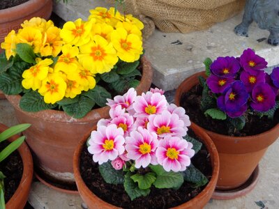 Rose violet flower pots