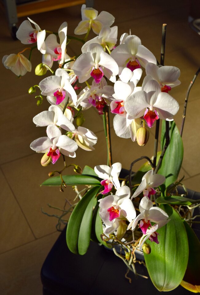 Bloom orchid flowerpot