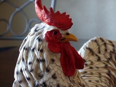 White and black speckled poultry photo