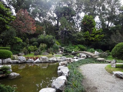 Garden japanese pond photo