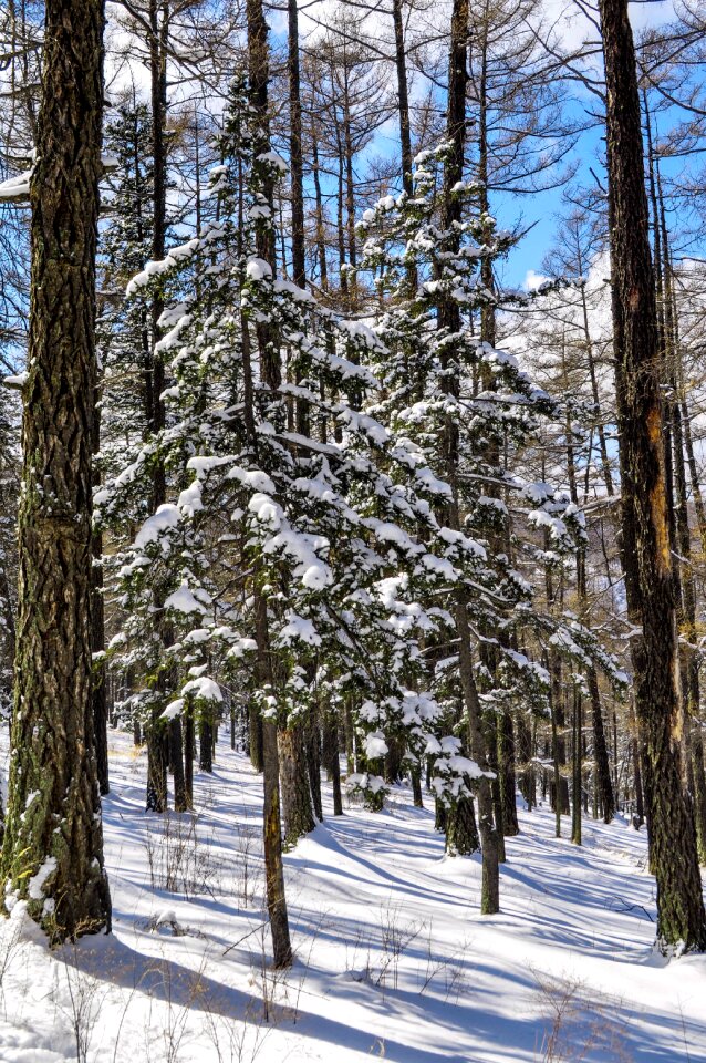 Cold season nature
