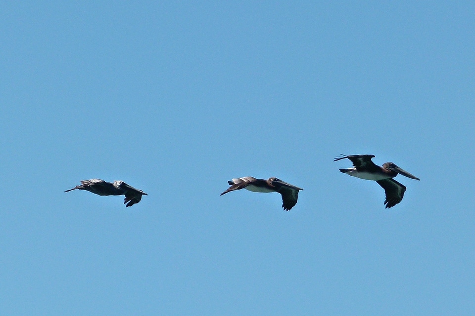 Sky feathered animals