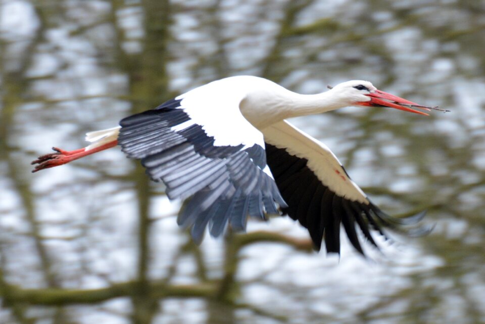 Animal bird fly