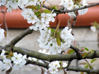 Branch tree cherry