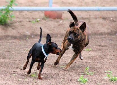 Striezel animal play