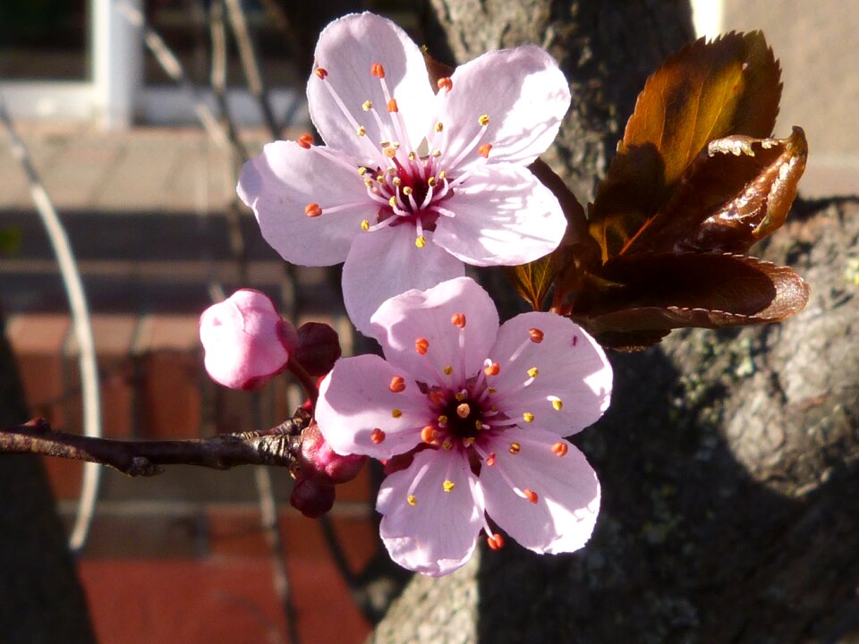 Cherry blossom flower small flower
