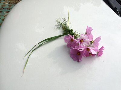 Polo flower automotive