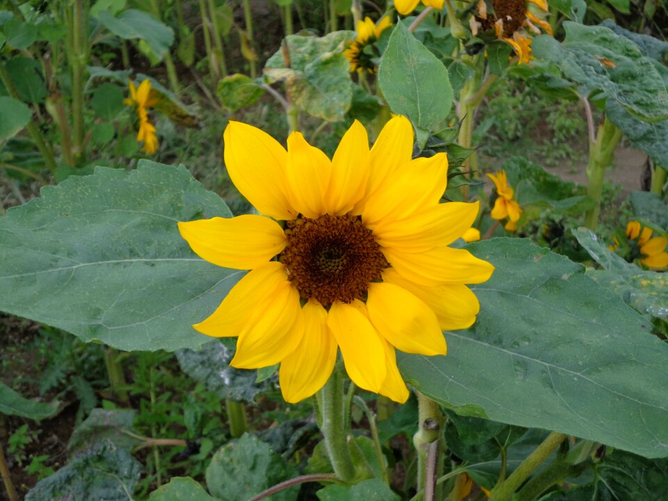 Bright nature flowers