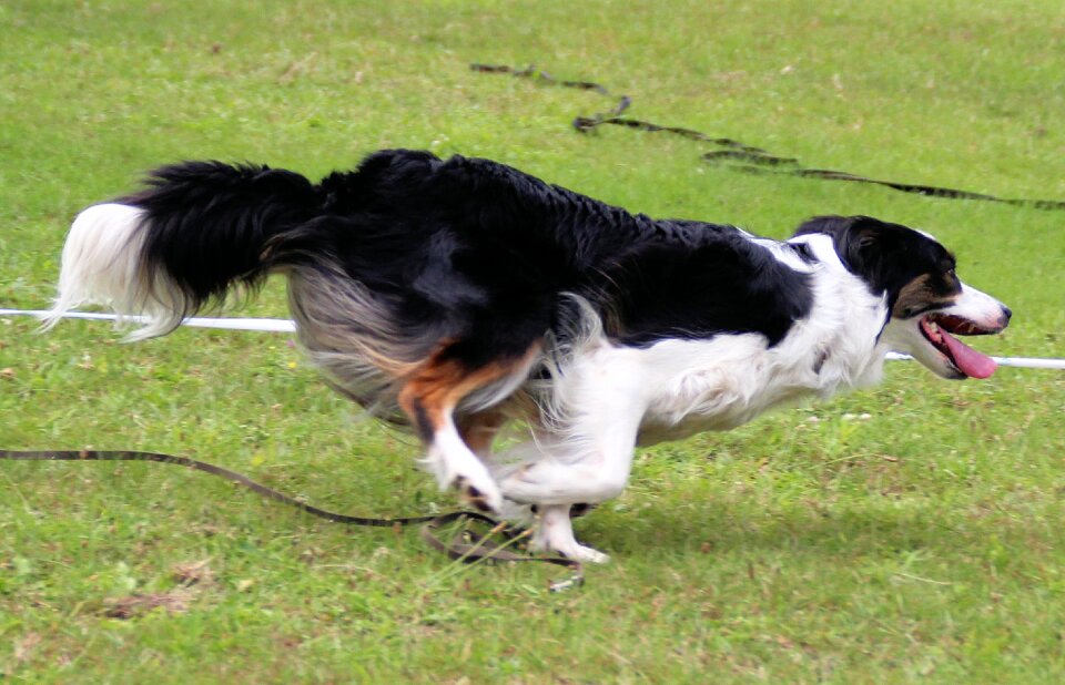 Agility pet colly photo