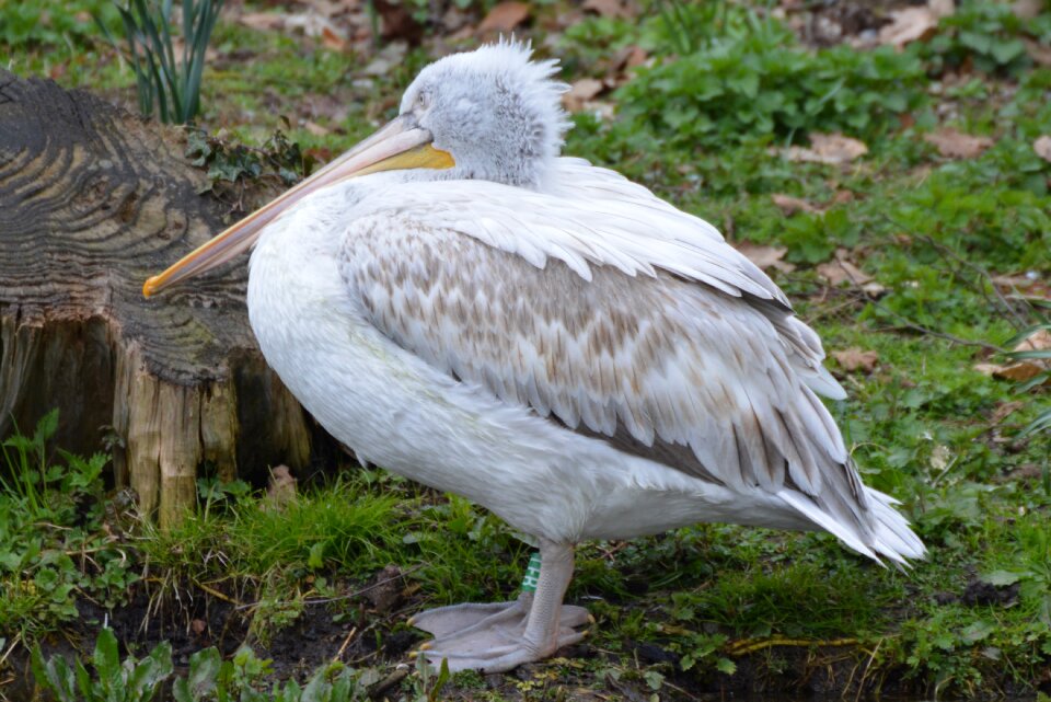 Bird animal waterfowl