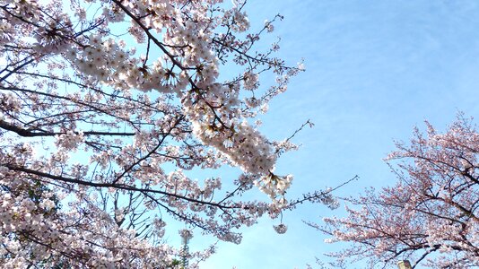 Spring nature tree