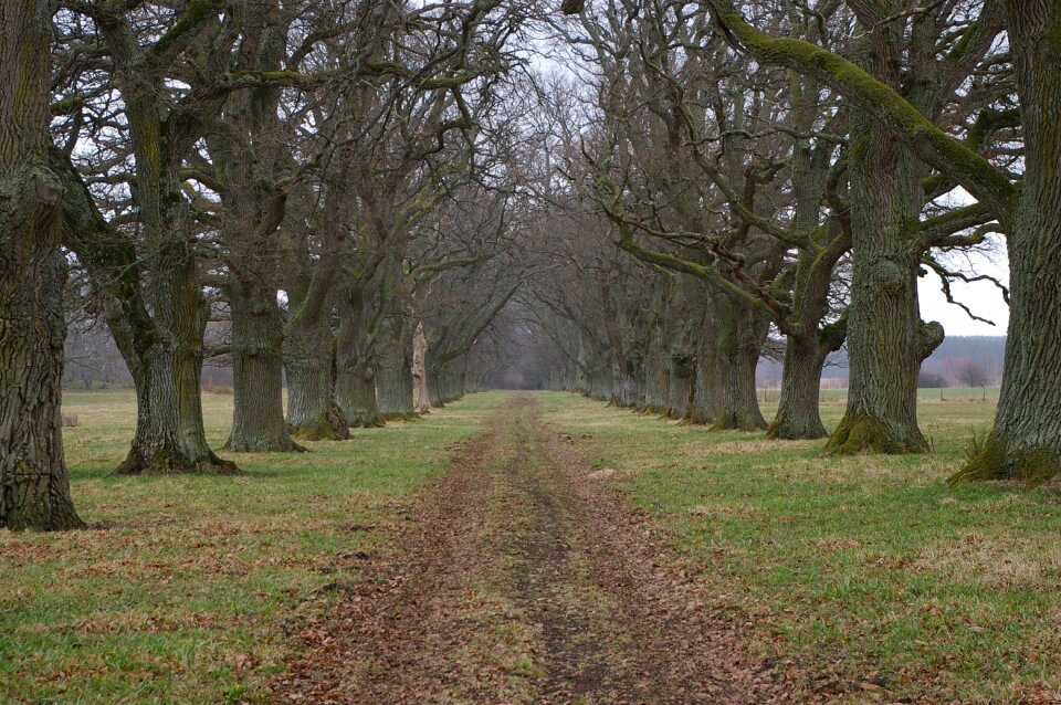 Avenue road forward