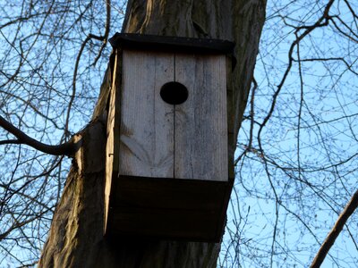 Nesting box garden bird photo