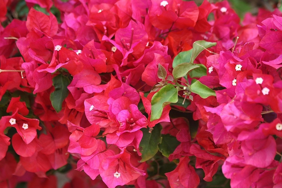 Plant ornamental blooming