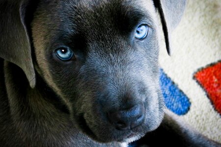 Animal adorable beautiful