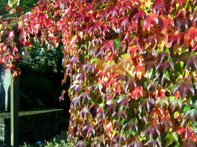 Wingerd autumn leaves passage