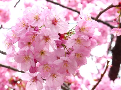 Spring tree pink photo
