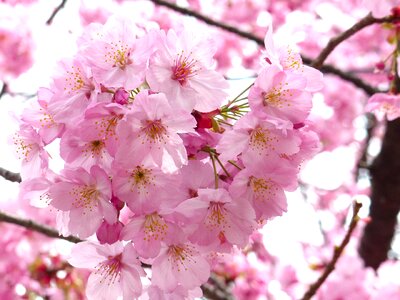 Spring tree pink