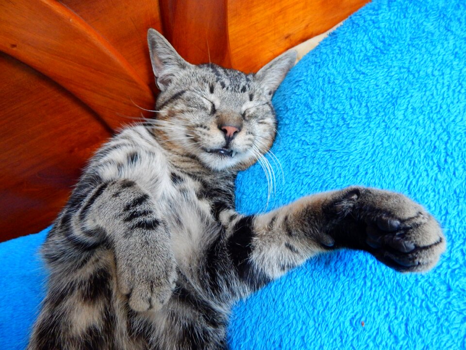 Cat pet smile